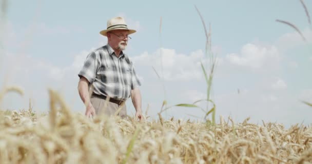 Zicht van senior boer in hoed kijkend naar de zonnige hemel en het aanraken van tarwe spikes — Stockvideo