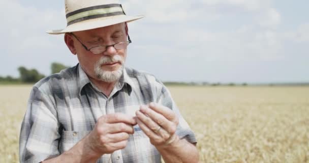 Farmer in glasses examining a ripe wheat spike in spacious field in sunny day — Stock Video