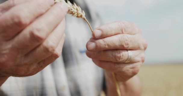Farmers elderly hands hold a ripe wheat spike in sunny field — Stock Video