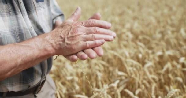 Farmers hands peel a spikelet of ripe wheat to look at the grains in field — Stock Video