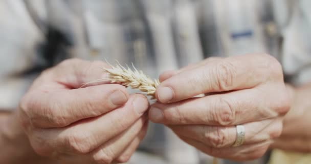 Close farmers elderly hands check a grains of a ripe wheat spike — Stock Video