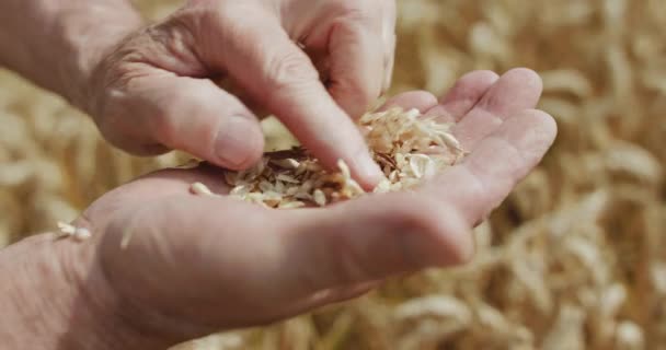 Cerrar las manos de los agricultores pelan una espiguilla de trigo maduro para mirar a través de los granos — Vídeos de Stock