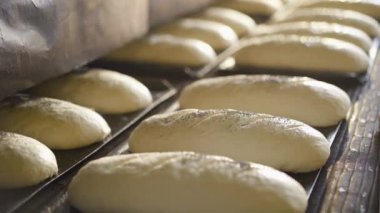 Ekmek somunlarını konveyörle profesyonel bir fırına yükleme işlemi