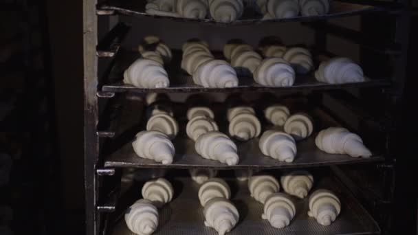 Vista de la masa cruda moldeada para hornear los croissants en placas de un estante — Vídeos de Stock