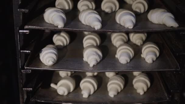 Enge Sicht auf geformten rohen Teig zum Backen der Croissants auf Tellern eines Regals — Stockvideo