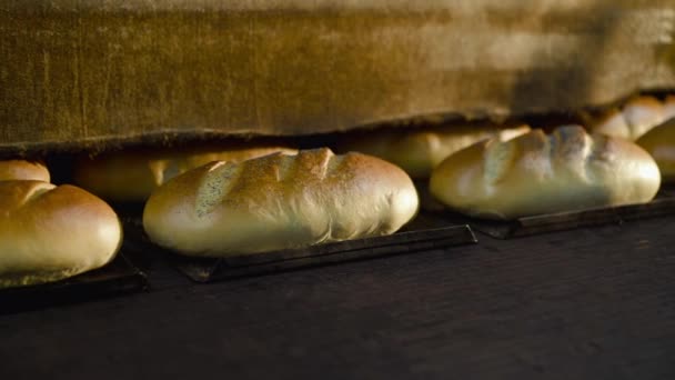 View of conveyor with trays with freshly baked wheat loaves on bread factory — Stock Video