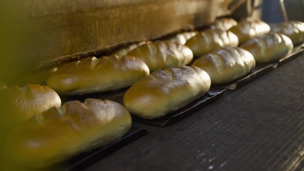 Dopravník přesouvá tácy s čerstvě upečenými pšeničnými bochníky v pekárně — Stock video