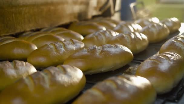 面包制造厂生产的黑盘上的新鲜小麦面包近景 — 图库视频影像