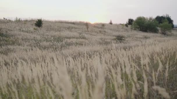 View of beautiful sunset on nature with wild blowing grass — Stock Video