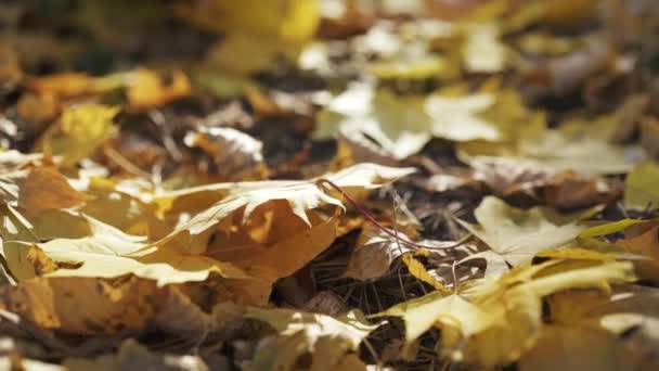 Zblízka pohled na mužskou ruku javorový list na trávníku parku — Stock video