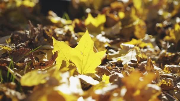 Nízký pohled na mužskou ruku se zlatým javorovým listem na trávníku — Stock video