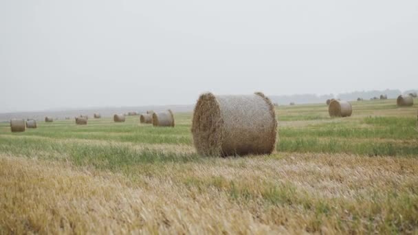 Schöne Landschaft eines sommerlichen, weitläufigen, windigen Feldes mit riesigen Heuhaufen — Stockvideo