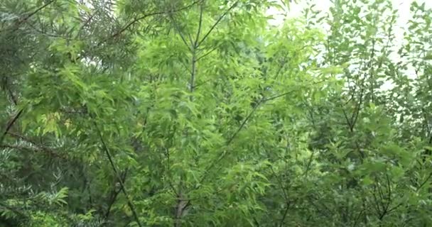 Árboles verdes balanceándose del viento sobre un fondo del cielo — Vídeos de Stock