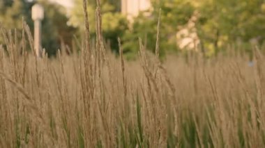 Bir yaz gününde kırsal alanda rüzgarda esen uzun yabani otlar..