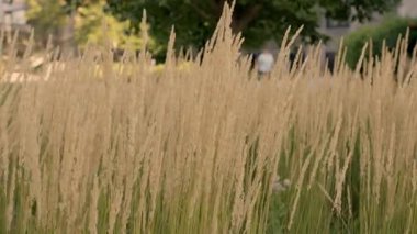 Gün batımında çim silueti. Güneş ışığının kulakları yabani çimen silueti akşam doğası konsepti. Parktaki tarla