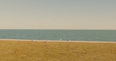 Bir gölün ya da sahil kenarındaki bir gezintinin yavaş çekim sahili üzerinde martıların daireler çizdiği. Sıcak, huzurlu, güneşli bir gün. 4K