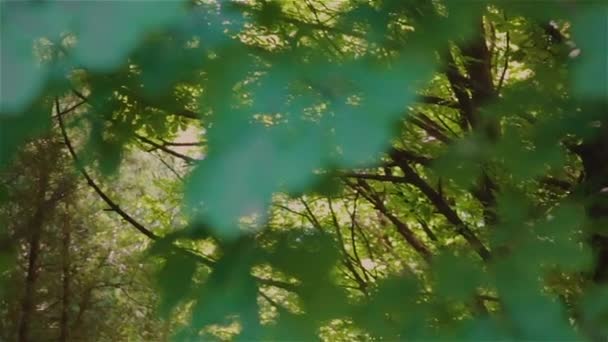 Morgonsol i skogen — Stockvideo