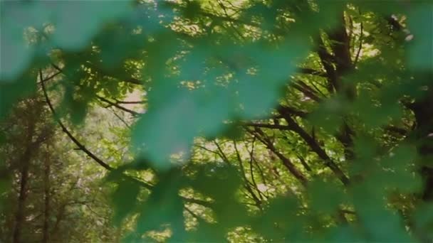 Morgensonne im Wald — Stockvideo