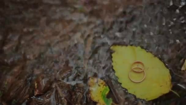 Wedding rings on fall foliage — Stock Video