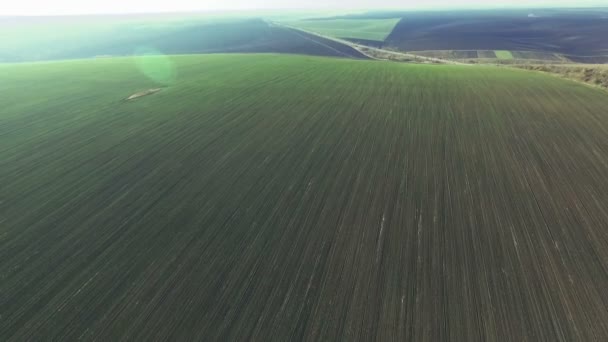 Luchtfoto van de grote groene veld — Stockvideo