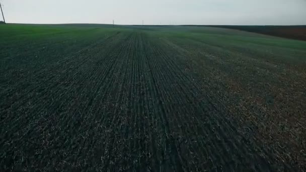 Vista aérea de los campos de trigo joven — Vídeos de Stock