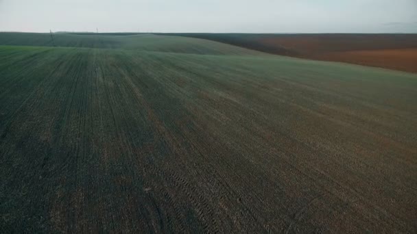 Vista aérea do campo com trigo — Vídeo de Stock