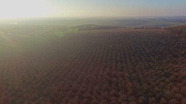 Elma bahçesi güzel havadan görünümü