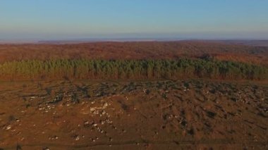 Havadan görünümü orman. Ukrayna Karpatlar