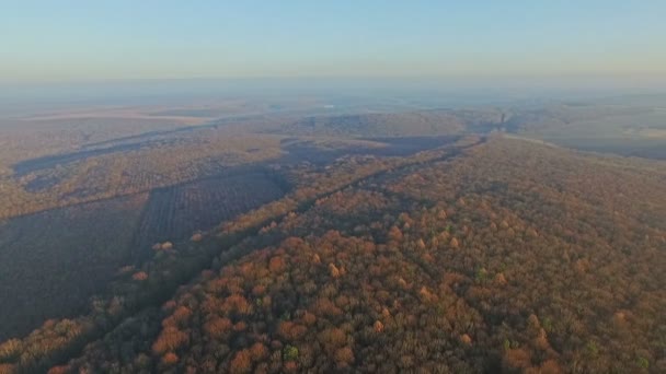 Luchtfoto van het herfstbos — Stockvideo