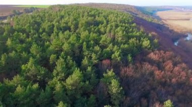 Çam ormanının havadan görünüşü