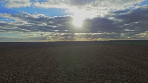 Antenne: De vlucht over een veld van jonge tarwe — Stockvideo