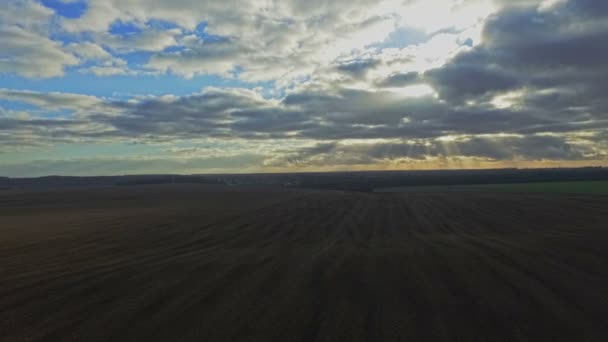 Antena: Lot nad pole pszenicy w zachód słońca — Wideo stockowe
