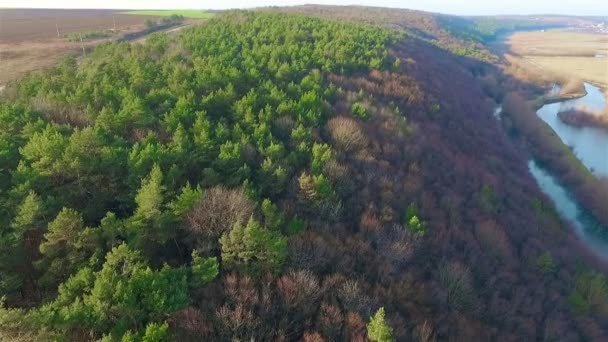 A légi felvétel a vegyes erdők fenyő — Stock videók