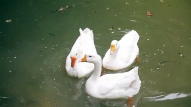 Kazlar denizinde yüzerim