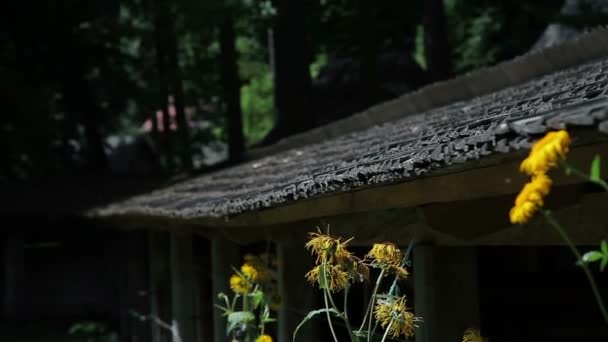 Pissenlit autour duquel volent les abeilles — Video