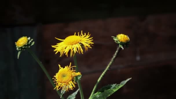 Dandelion around which bees fly — Stock Video