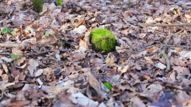 Eski güdük moss ile büyümüş