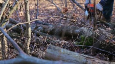 Adam bir elektrikli testere kesme ağaç