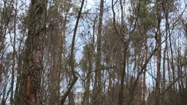 Bomen met bladeren in het bos — Stockvideo