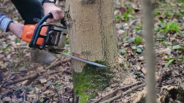 Un homme avec une tronçonneuse coupant un arbre — Video