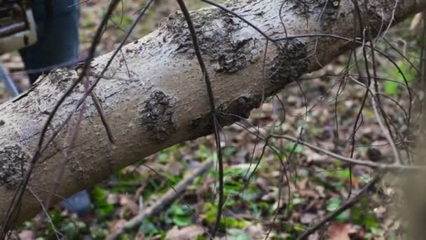 Man met een kettingzaag snijden boom — Stockvideo