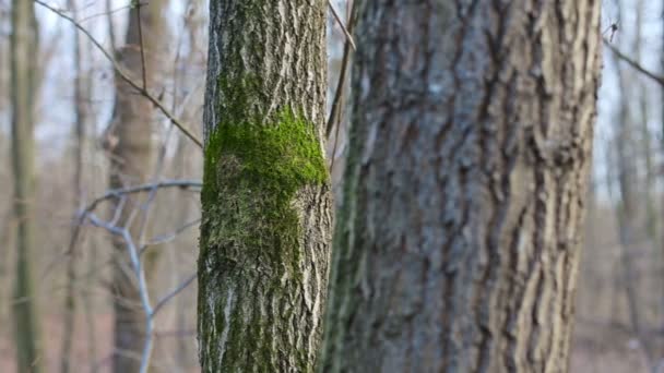 Musgo en el árbol — Vídeos de Stock