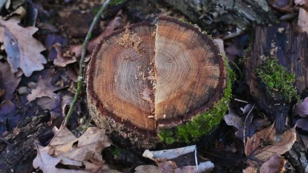 Souche d'arbre vieil arbre tronqué sur un fond d'herbe — Video