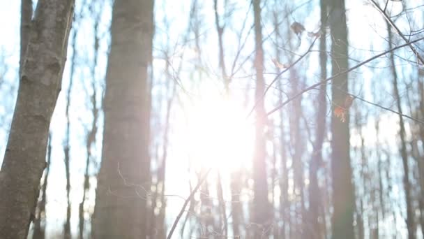 Podzimní les s listy za slunečného dne — Stock video