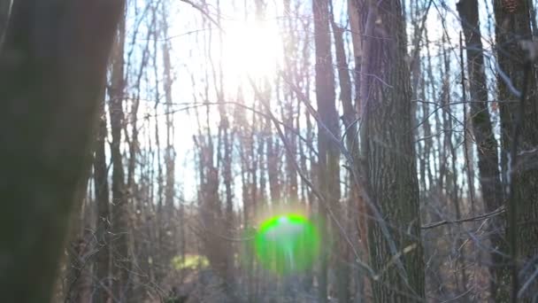 Forêt d'automne avec feuilles par une journée ensoleillée — Video