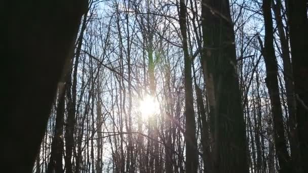 Herfst bos met blaadjes op een zonnige dag — Stockvideo