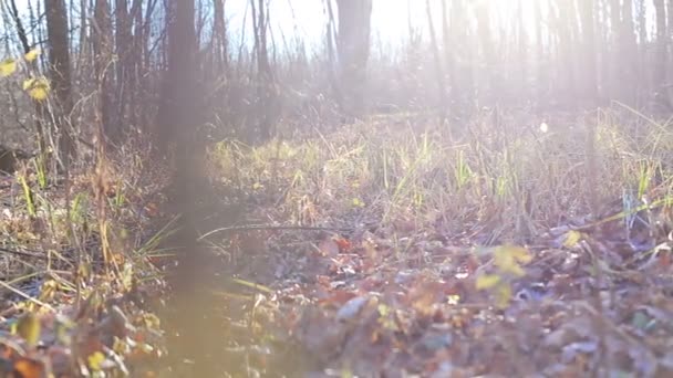 Hojas viejas amarillentas en el bosque en tiempo soleado — Vídeo de stock