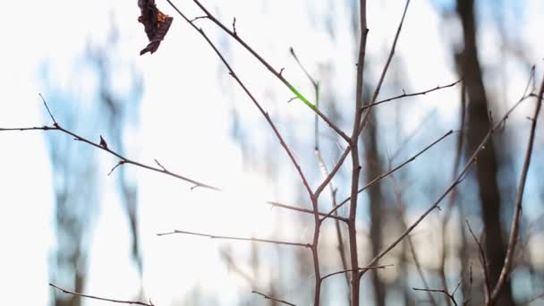 Sieć pająka i małe drzewa w lesie przy słonecznej pogodzie — Wideo stockowe