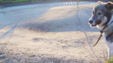 bir köpeğin üstüne bir zincir