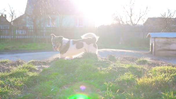 Un perro en una cadena — Vídeos de Stock